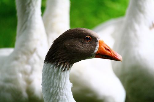 goose animal nature