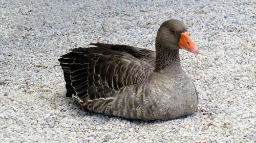 goose animal bird