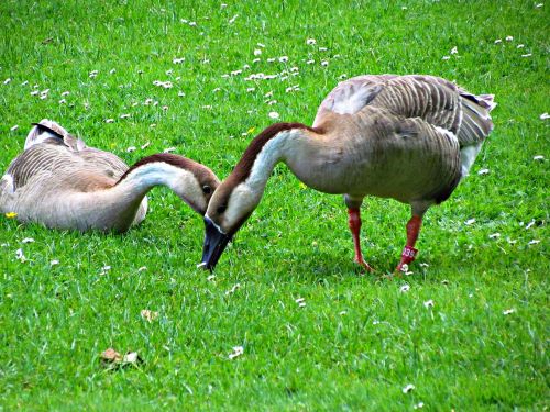 goose geese birds