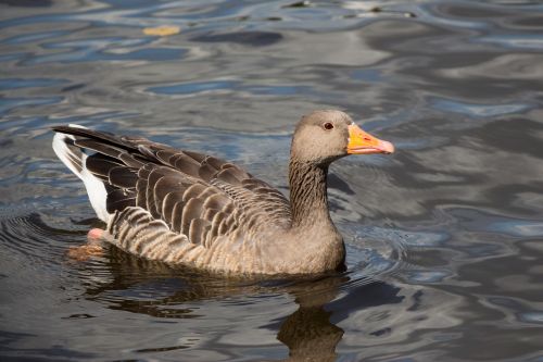 goose water splashing