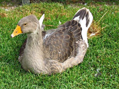 goose bird nature