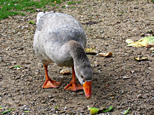 goose beak bird