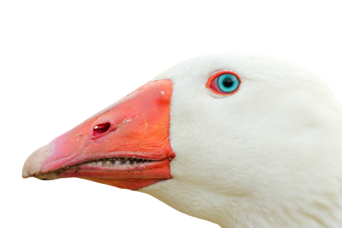 goose geese head goose beak