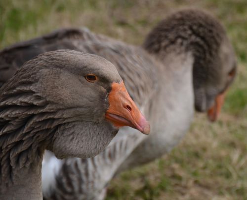 goose animal bird