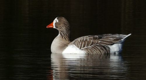 goose greylag bird