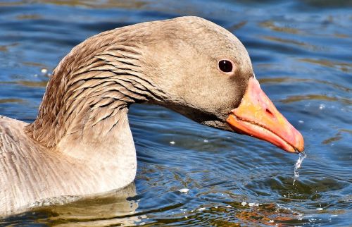 goose water bird water