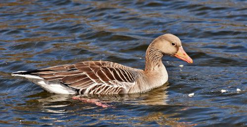 goose water bird water