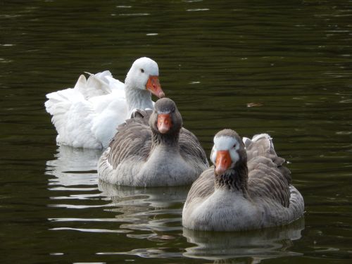 goose lake duck