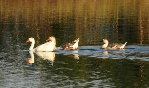 goose duck domestic