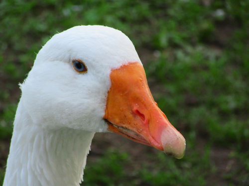 goose beak water drops