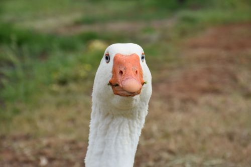 goose wildlife farm