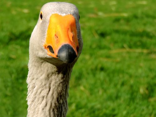 goose duck bird head