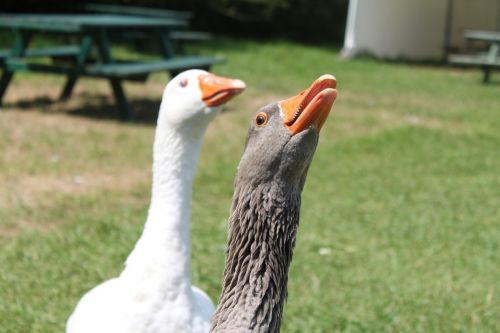 goose geese attraction