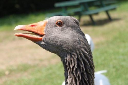 goose park attraction