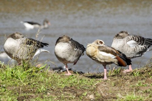 goose water bird bird