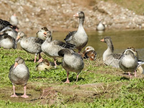 goose water bird bird