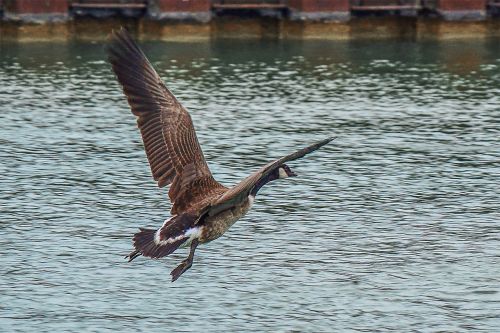 goose wildlife photography canada goose