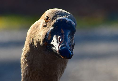goose profile face
