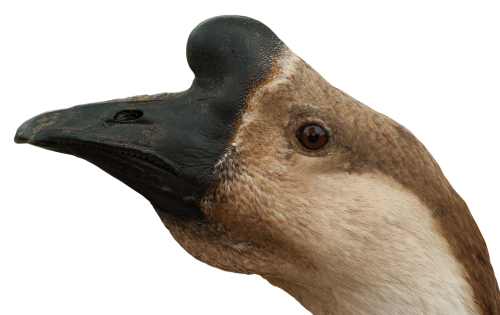 goose poultry head