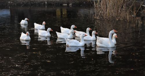 goose duck animal