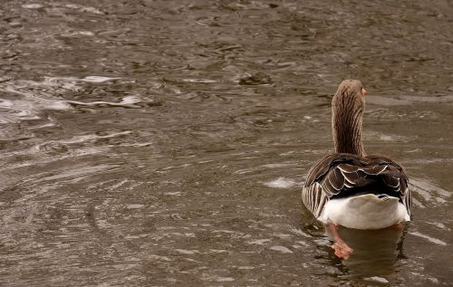 goose wild goose water bird