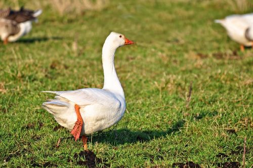 goose white goose bird