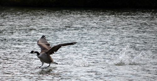 goose start departure lake