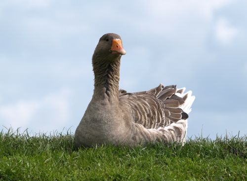 goose bird nature