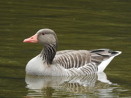 goose lake water bird