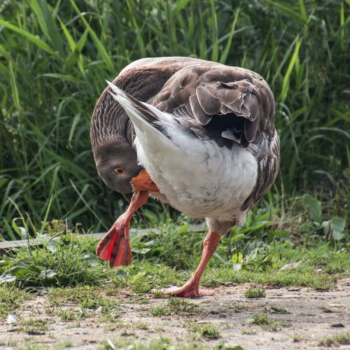 goose greylag goose plumage