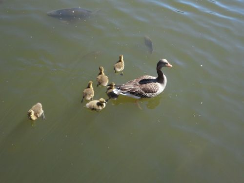 goose geese goose family