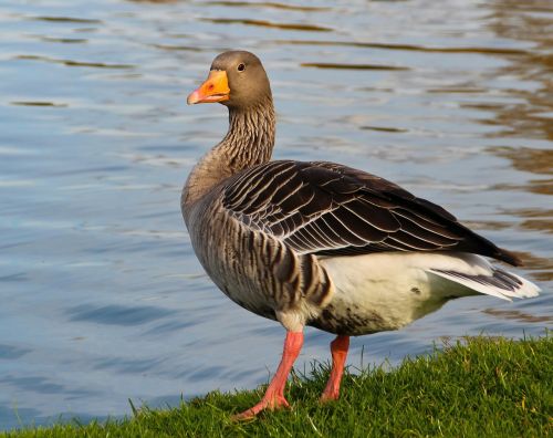 goose animal bird