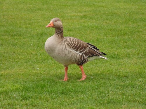 goose  grass  nature