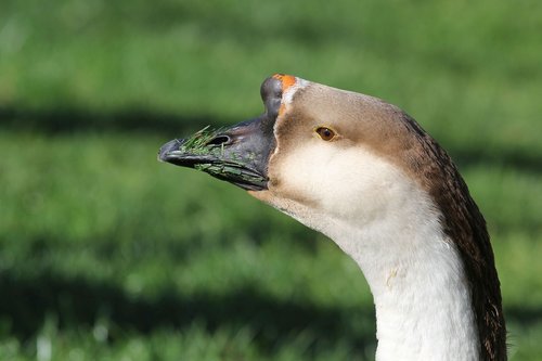 goose  bird  poultry