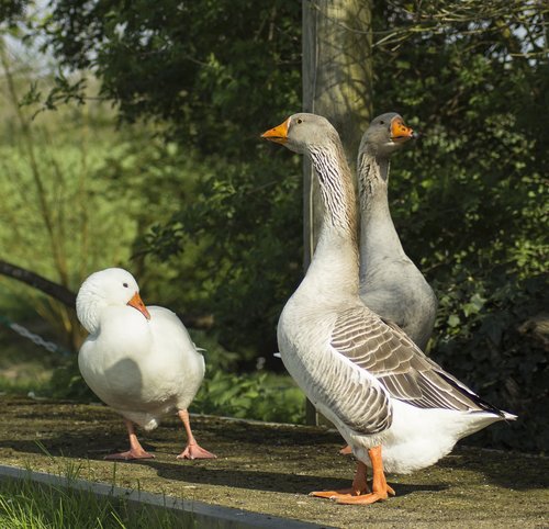 goose  bird  poultry