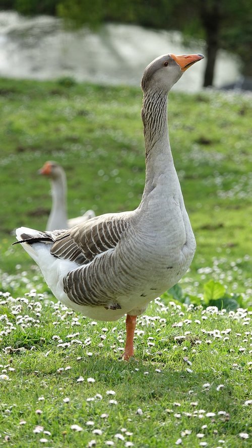 goose  fauna  animal