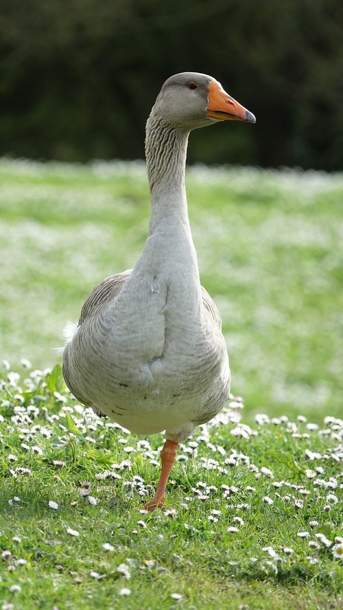 goose  animal  fauna