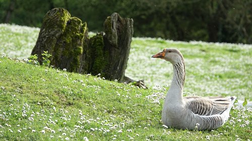 goose  nature  outdoor