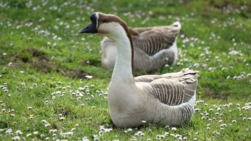 goose  nature  fauna