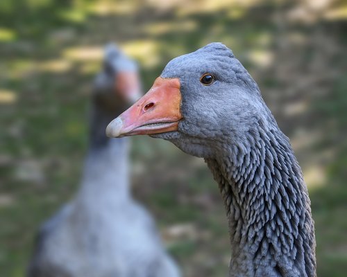 goose  bird  animal