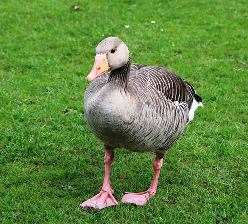 goose  pink-footed goose  anser brachyrhynchus