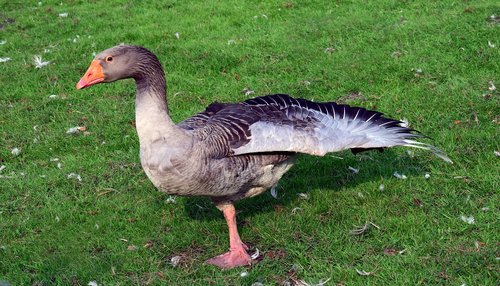 goose  duck  bird