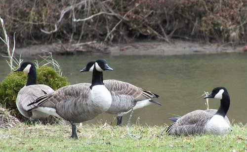 goose  bird  feather