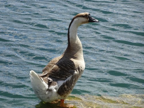 goose  bird  water