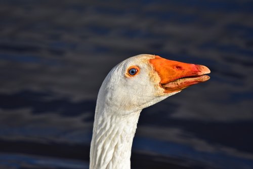 goose  white goose  water bird