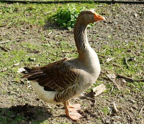 goose bird poultry