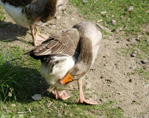 goose spring care domestic goose
