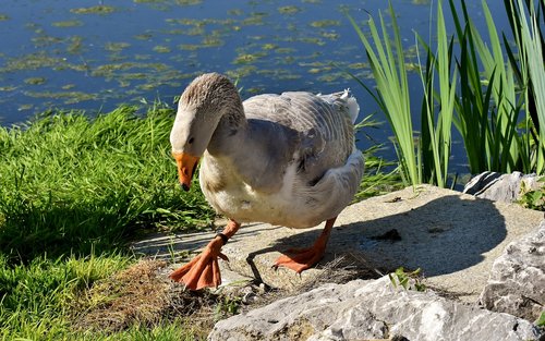 goose  water bird  pond