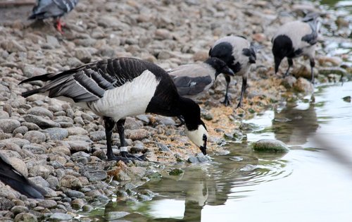 goose  branta leucopsis  barnacle goose