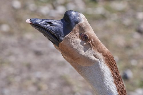 goose  head  bird